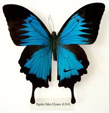 real butterfly wings