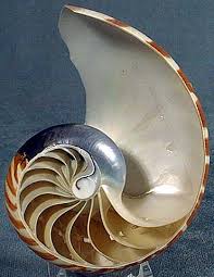 Bir nautilus kabuðunun \x3cb\x3esarmal\x3c/b\x3e image