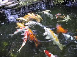 Koi pond