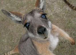 kangaroo