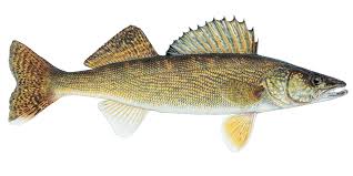 walleye fish pictures