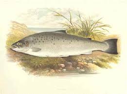 trout salmon pictures