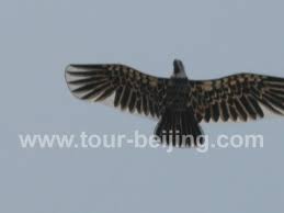 huge birds