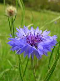 cornflower