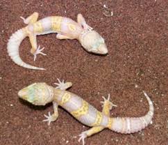 gecko lizards