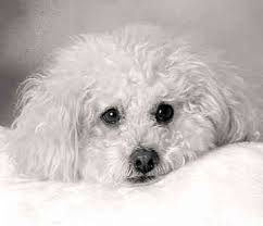 bichon