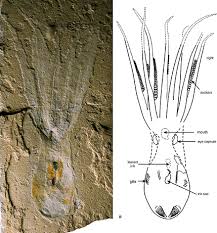 octopus fossil picture