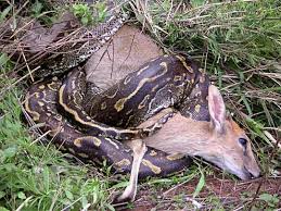 python