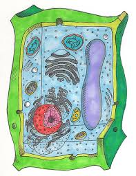 $$plant cell$