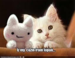 japanese kitten