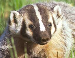 the cock badgers and the