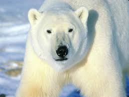 Ma tahan Polar-bear-big