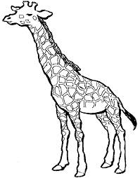 giraffe coloring