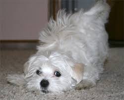 pictures of maltese dogs