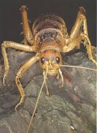 Giant weta or Deinacrida