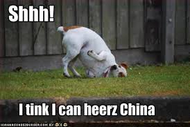 funny cats and dogs