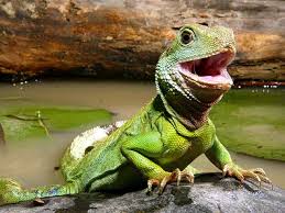 water dragon lizards