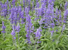 Salvia, or sage, is a large
