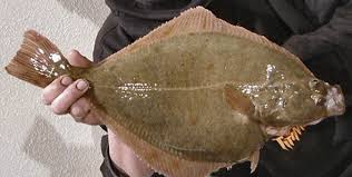 flounder