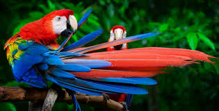 What Is a Bird?