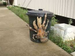 Coconut Crab