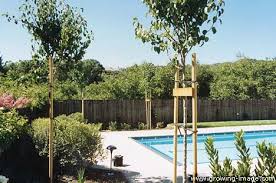 pictures pear trees