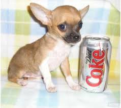 miniature chihuahua puppies