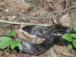 baby black snake pictures