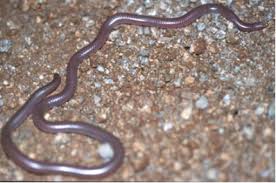 thread snake