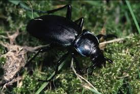 ground beetles images