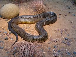 Inland Taipan