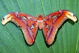 pictures of moths
