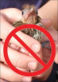pictures wild baby birds