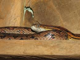 chicken snake photos