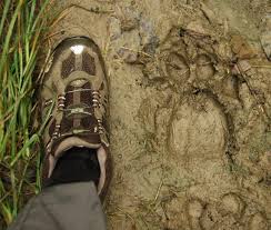 real tiger pictures