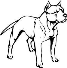 pittbul