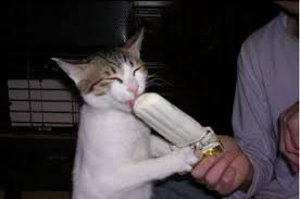 cool cat pictures