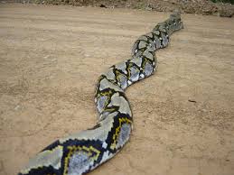 python snake