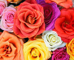 صور ورود .. Love_Blooms_Roses,_Bunch_Of_Flowers