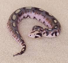 rhino viper snake