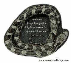 baby black snake pictures