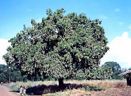 mango tree