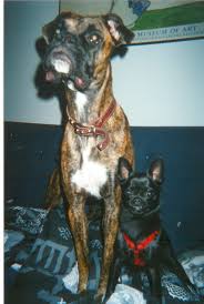 brindle boxer