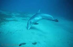 pictures bottlenose dolphins