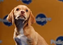 The Puppy Bowl Starting Lineup