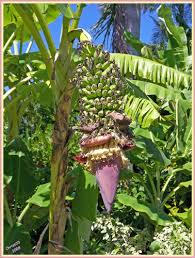 pictures banana trees
