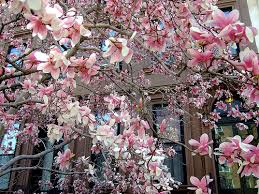 magnolia tree