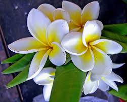 temple flower