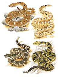 photos rattlesnakes
