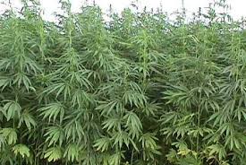 Cannabis cultivation: I grow green